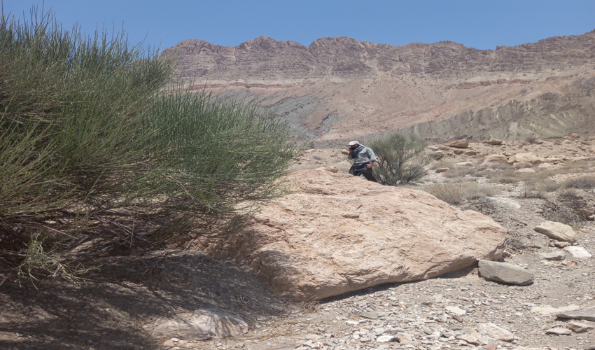 دستگیری بهره برداران غیر مجاز آنغوزه شیرین در مراتع شهرستان راور