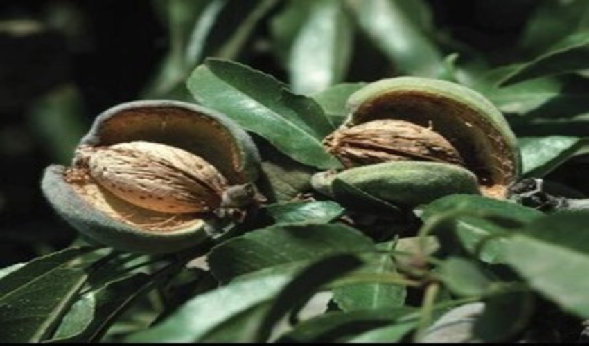 بادام رابُر در بازار مصرف