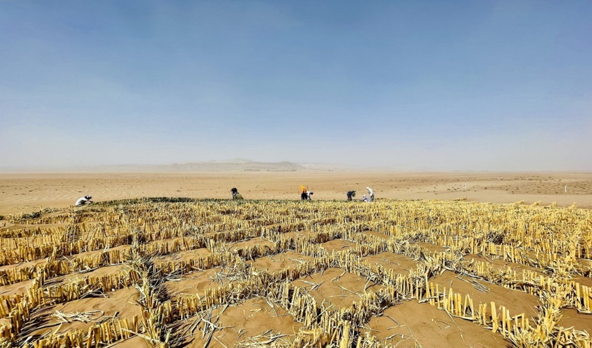 بادشکن های زیستی، بیابان های ایران را «زیستی» می‌کند!