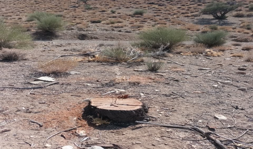 قطع درختان سبز بادام کوهی در سیرجان 