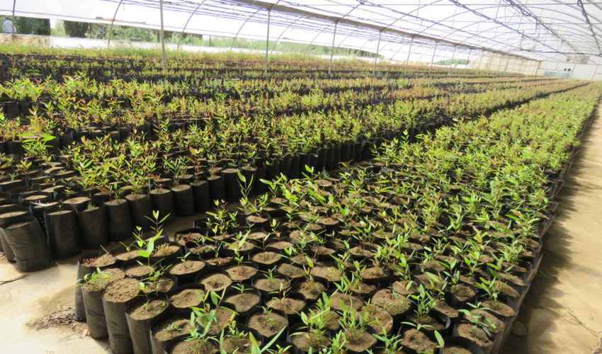 حدود ۹ میلیون نهال در استان کرمان آماده کاشت است