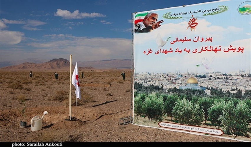 آغاز کاشت ۵۴۰ هزار اصله نهال در کرمان 