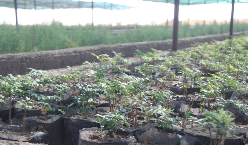 حفظ و احیای عرصه های منابع طبیعی با مشارکت مردم و دستگاه های اجرایی 