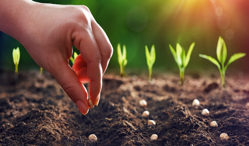 اجرای عملیات بذر کاری و بذر پاشی در سطح 100 هکتار از مراتع شهرستان ارزوئیه 