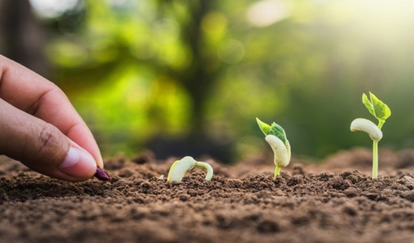 تحویل بذر گیاهان مرتعی بومی به مرتعداران شهرستان ارزوئیه 