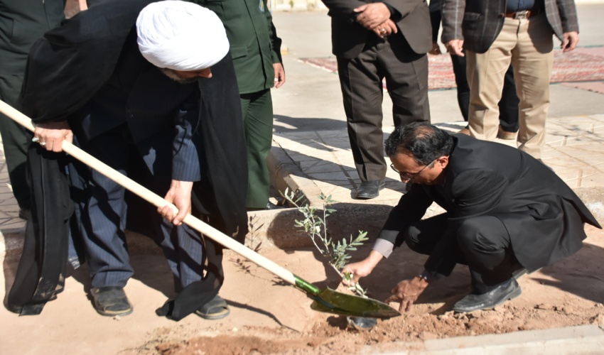 کاشت درخت زیتون به یاد شهدای غزه در راور 