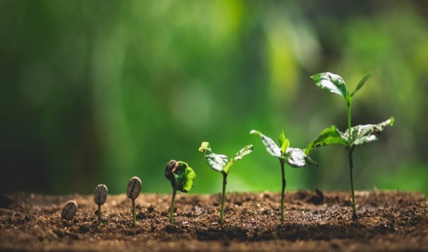 آغاز طرح بذرکاری در شهرستان رابر 