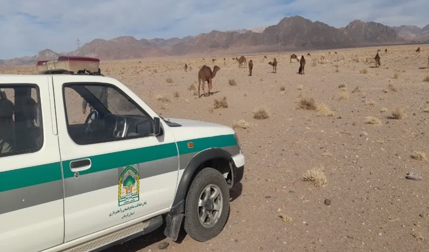 دستگیری ساربان شترهای رها شده بدون مجوز در رفسنجان  