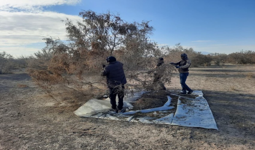 اهمیت تاغزارها در تامین امنیت زیستی 