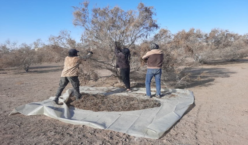 همکار خبرنگار : میثم محمدپور از سیرجان 