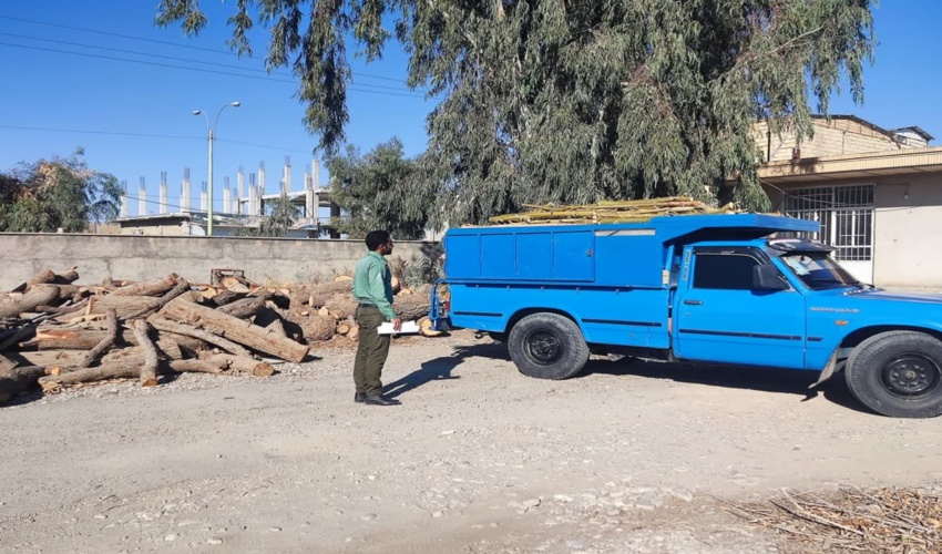 توقیف خودرو حامل چوب قاچاق در ارزوئیه 