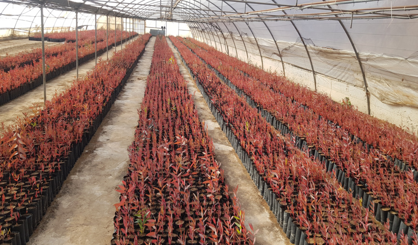 عملکرد طرح مردمی کاشت یک میلیارد درخت در شمال استان کرمان