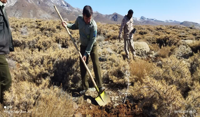 کاشت 6 هزار اصله نهال بادام کوهی در  شهرستان رابر 