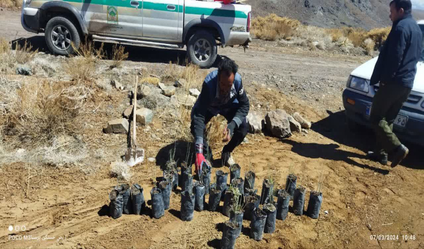 کاشت نهال در 6 هکتار از اراضی ده دیوان شهرستان رابر 