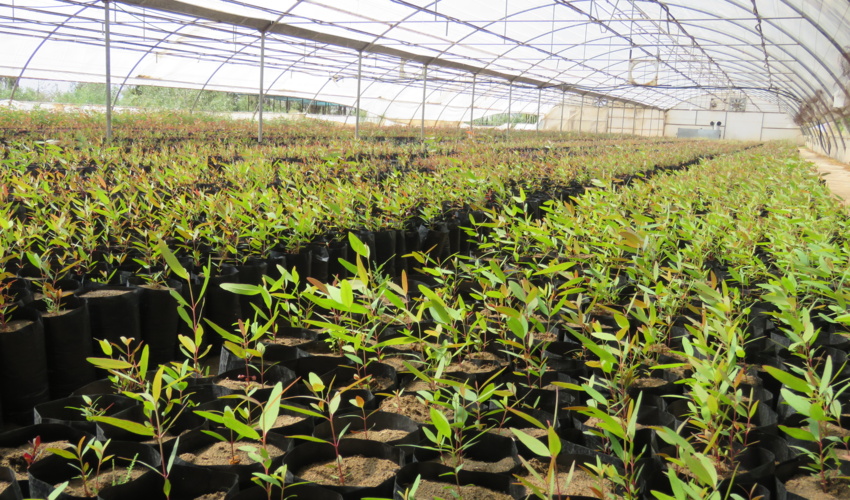 کاشت بیش از 9 میلیون نهال در استان کرمان