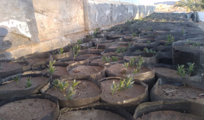 کاشت بذر گیاهان مرتعی در راور