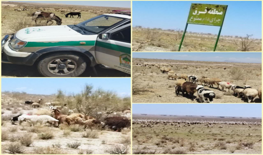 خروج دام غیر مجاز از عرصه های جنگلی و مرتعی شهرستان شهربابک