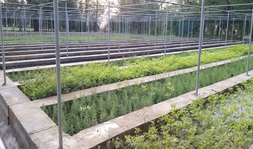 تاکید وزیر جهاد کشاورزی بر اجرای کاشت یک میلیارد درخت