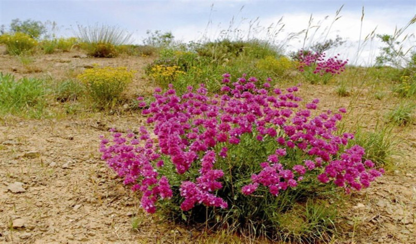 برخورد قضایی با هرگونه برداشت گیاهان دارویی در استان کرمان