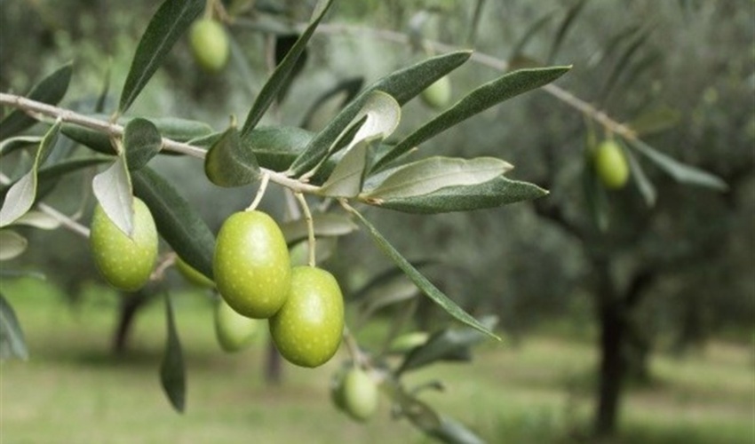 غرس ٣٥٠ اصله درخت مثمر زیتون به شکرانه تحقق وعده صادق