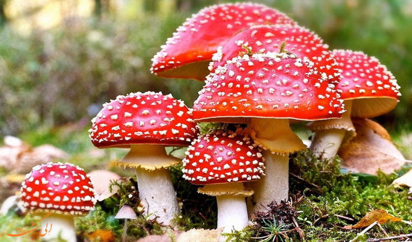 هشدار نسبت به مسمومیت نوعی قارچ در بهار