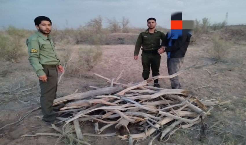 جلوگیری از قاچاق چوب از تاغزارهای کرمان   