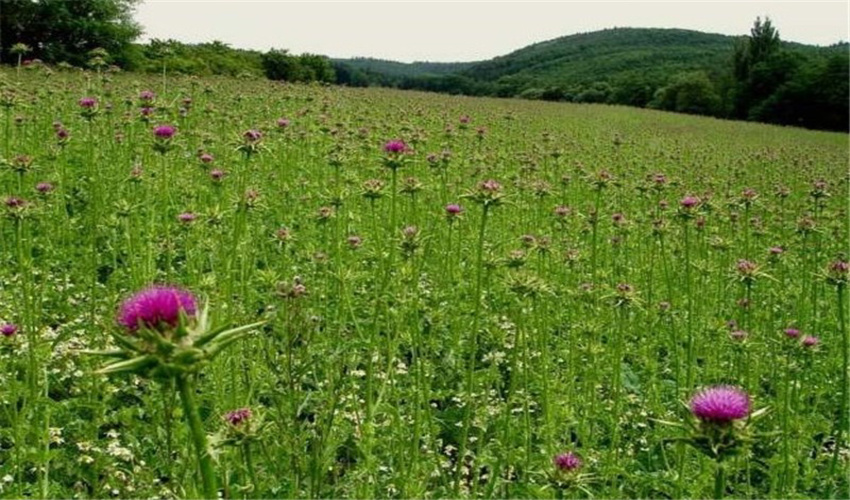 توقیف محموله آویشن غیر مجاز در راور