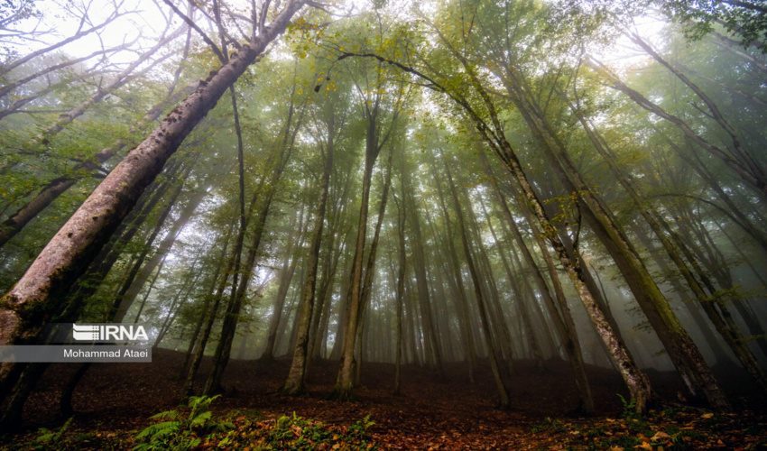 بانک جهانی: مساحت جنگل های ایران ۱۵ درصد رشد کرد