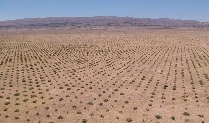 نهالکاری در ۱۷۰۰ هکتار از اراضی بیابانی زرند