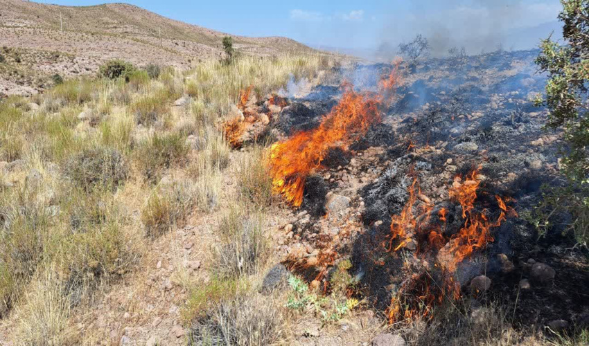 مراتع بردسیر در آتش سهل انگاری دامداران