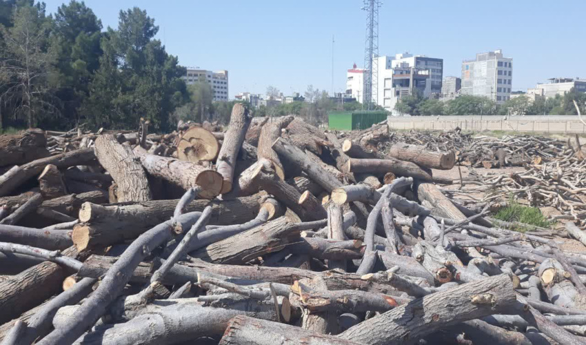توقیف بیش از 54 تن چوب قاچاق 
