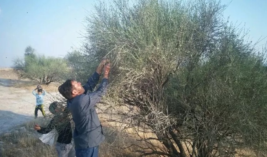 بهره‌برداری از گیاهان دارویی و محصولات جنگلی تابع ضوابط خاص است