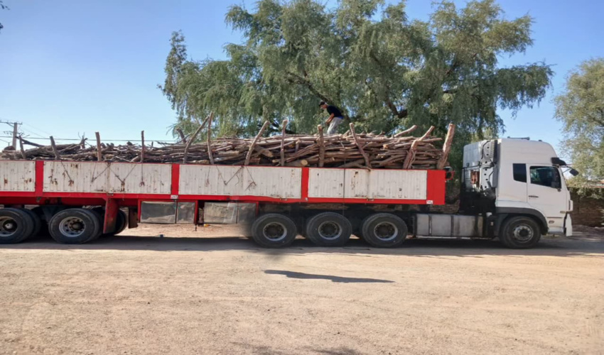 کشف 20 تن چوب قاچاق در شهرستان ریگان
