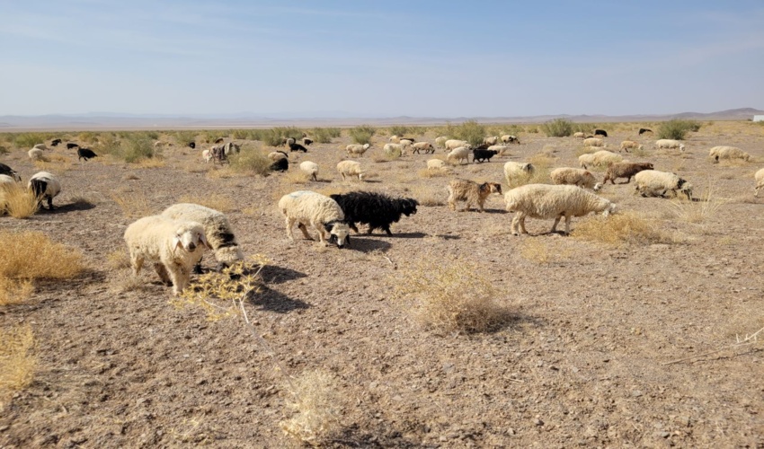 اجرای پروژه مدیریت چرا، از راهکارهای حفظ و احیاء مراتع است