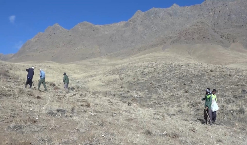 آغاز پروژه کپه کاری در 134 هکتار از مراتع منطقه چک چک صوغان و حسین آباد آبدشت ارزوئیه