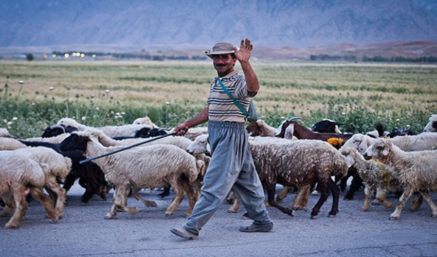 نقش چوپانان در مدیریت مراتع کشور