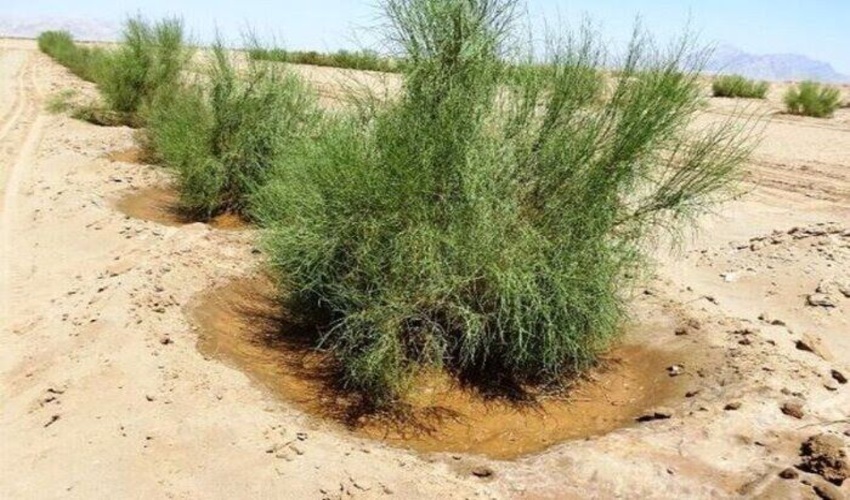 چشم طمع قاچاقچیان به تاغ‌زارهای کرمان