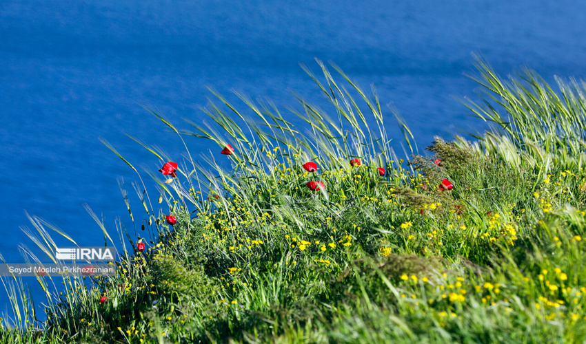 رویش امید؛ ۹ هزار هکتار از مراتع کرمان قابل بهره‌برداری شد