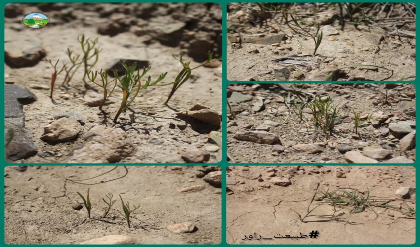 مراتع راور احیا شد