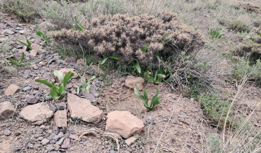 گام بلند در شهرستان رابر برای توسعه پایدار؛ اجرای پروژه بزرگ کپه‌کاری و بذرکاری
