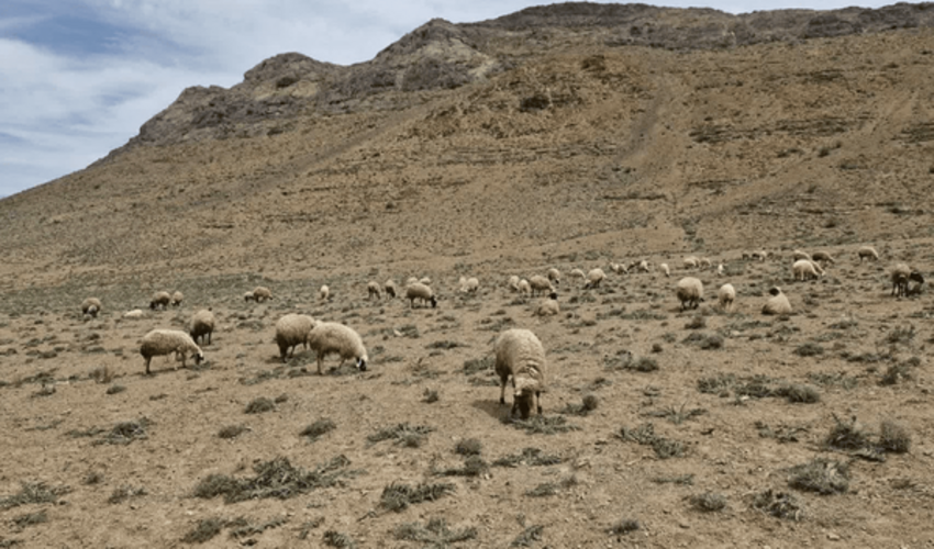تخریب مراتع زیر پای دام‌های مازاد؛ برخورد با متخلفان در منطقه دریجان بم